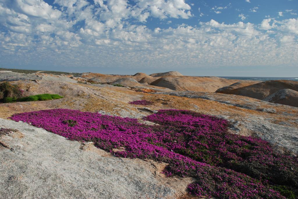 The Oystercatchers Haven At Paternoster Exteriör bild